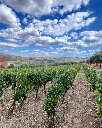 Terreno Agricolo Barile [Cod. rif 3269246VCG]