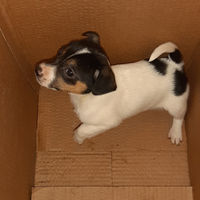 Cuccioli di Jack russell