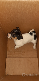 Cuccioli di Jack russell