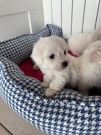 Cuccioli di maltese