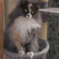 Cat sitter Milano (zona Crescenzago)
