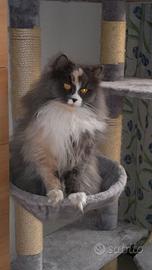 Cat sitter Milano (zona Crescenzago)