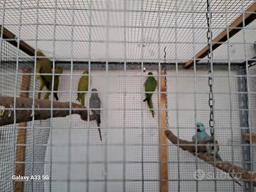 Parrocchetti dal collare