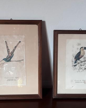 Coppia stampe vintage uccelli esotici