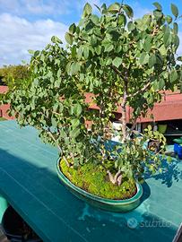 Bonsai di olmo