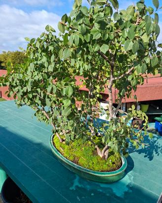 Bonsai di olmo