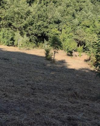 Terreno agricolo con enfiteusi
