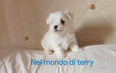 Maltese toy