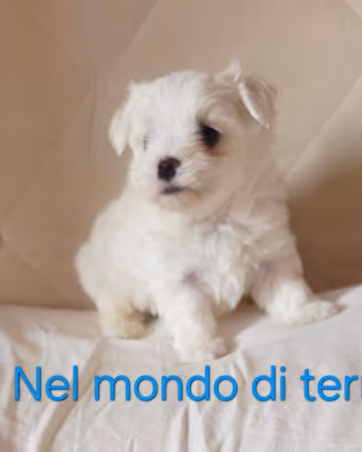 Maltese toy
