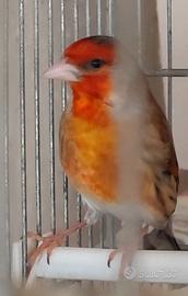 Incardellato maschio