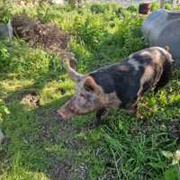 Scrofa