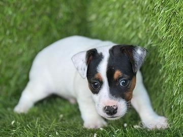 Jack Russell