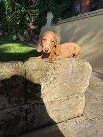 Cuccioli di bassotto nano