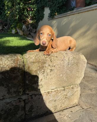 Cuccioli di bassotto nano