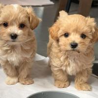 BARBONCINO - MALTIPOO NANI CUCCIOLI pag in 12 mesi