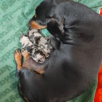 Bassotto nano a pelo corto