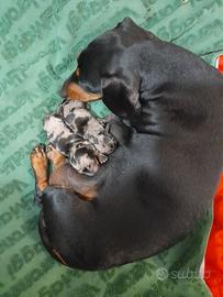 Bassotto nano a pelo corto