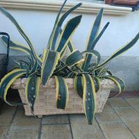 Pianta grande da giardino 