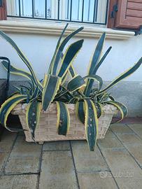 Pianta grande da giardino 