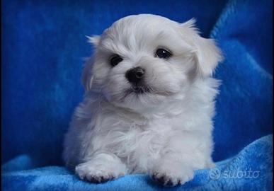 Maltese toy