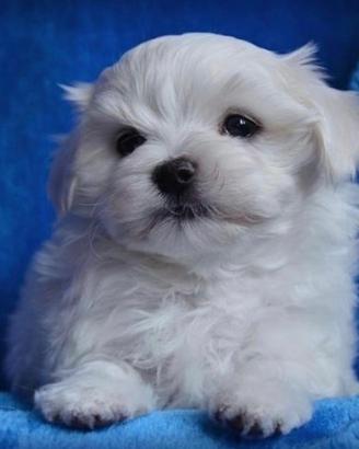 Maltese toy