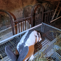 Coniglio gigante pezzato