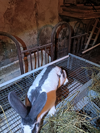 Coniglio gigante pezzato