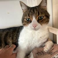 Gioia e Rocco, gatti rinuncia di proprieta'