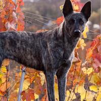 GRATIS, per una buona casa- Pastore olandese