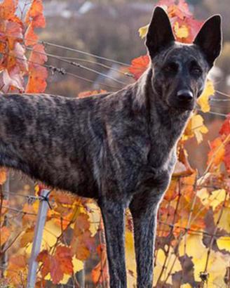 GRATIS, per una buona casa- Pastore olandese