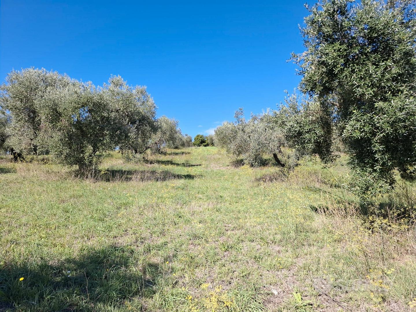 Terreno agricolo - Vista 5