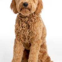 Golden doodle