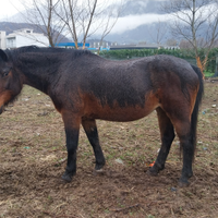 Cavallo