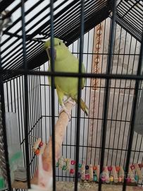 Parrocchetto dal collare