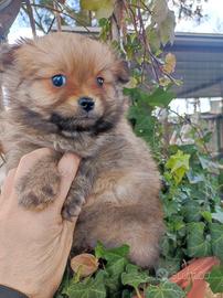 Cuccioli Spitz Toy maschi