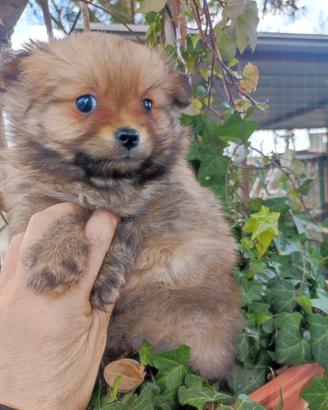 Cuccioli Spitz Toy maschi
