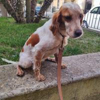 Cucciola in adozione