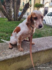 Cucciola in adozione