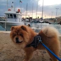 Chow chow per monta
