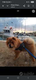 Chow chow per monta