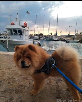 Chow chow per monta