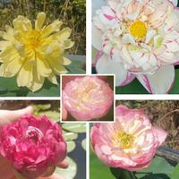  fiori di loto piante da laghetto pond contenitore