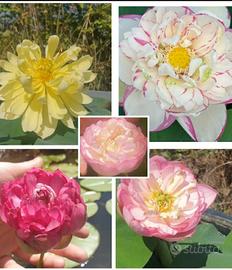  fiori di loto piante da laghetto pond contenitore