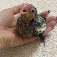 Pullo Calopsita pappagallo