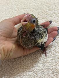 Pullo Calopsita pappagallo