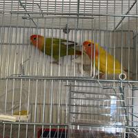 Coppia riproduttiva inseparabili roseicollis