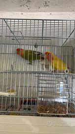 Coppia riproduttiva inseparabili roseicollis