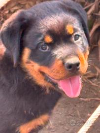 cucciola di Rottweiler 