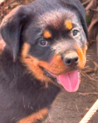 cucciola di Rottweiler 