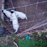 Cuccioli setter inglese puri